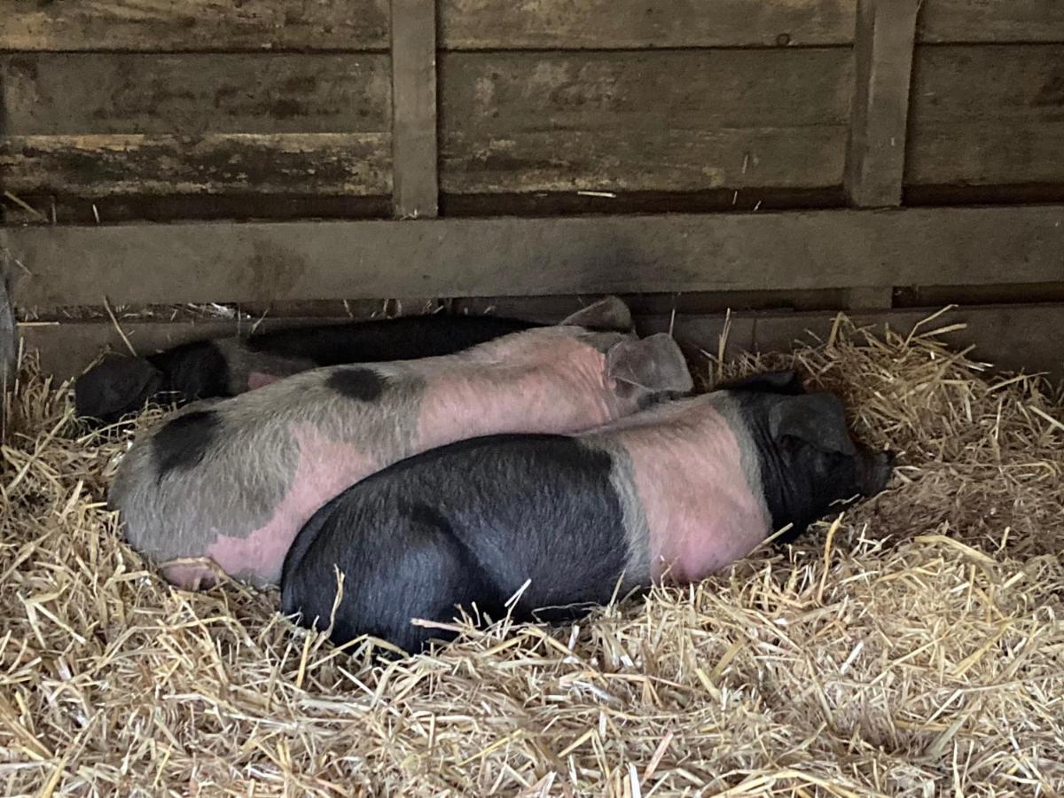 Higher Trenear Farm B&B ヘルストン エクステリア 写真